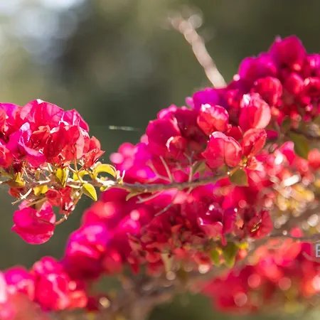 Bonnard In Sea And View & Pool Nice